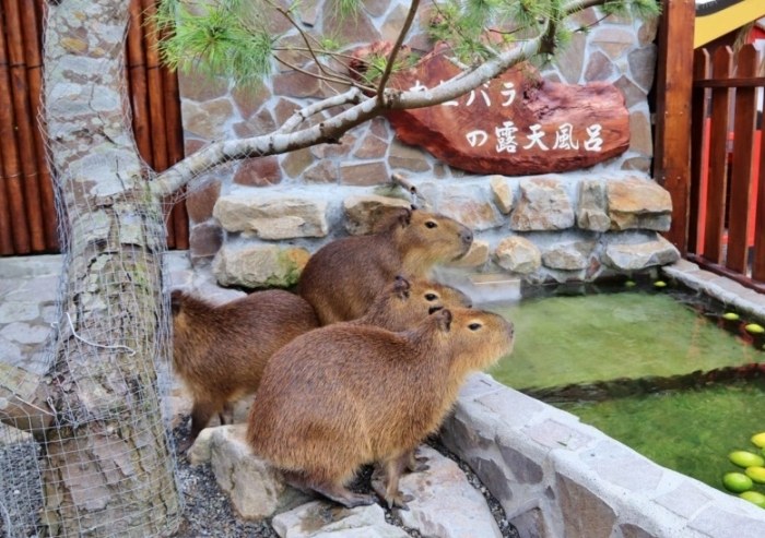 台灣露營農場推薦：最佳戶外體驗選擇
